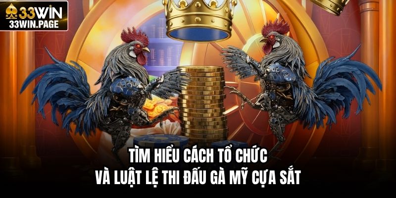 Tìm hiểu cách tổ chức và luật lệ thi đấu gà Mỹ cựa sắt