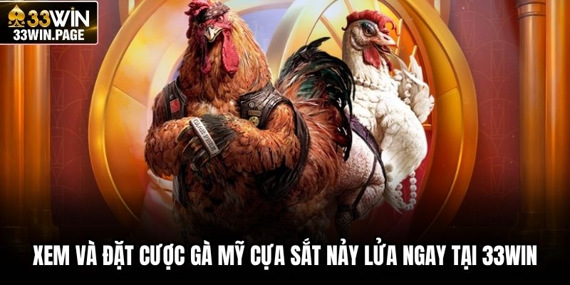 Xem và đặt cược gà Mỹ cựa sắt nảy lửa ngay tại 33WIN